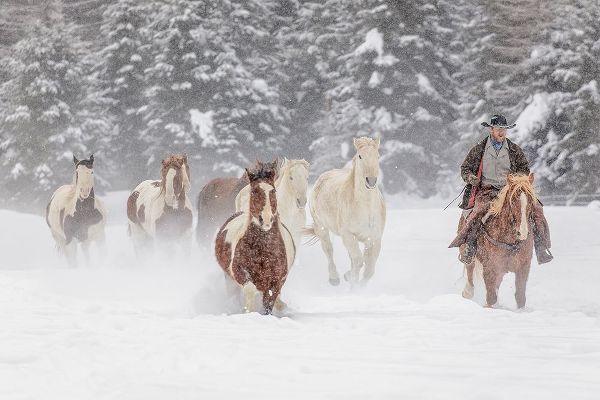 Cowboy during winter roundup-Kalispell-Montana